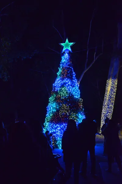 DSC_6981 (Large).JPG